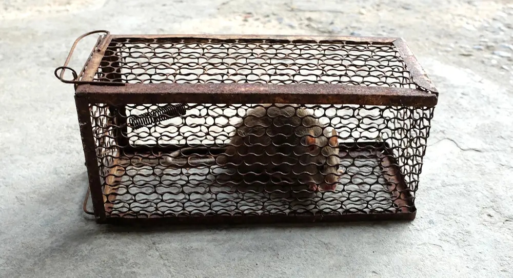 Cage trap set against a brick wall in a barn