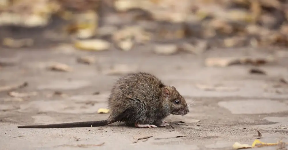 Brown rat on a patio, one of the pests Norfolk Environmental deal with